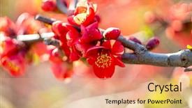  Presentation with japanese flowers - Colorful theme enhanced with japanese quince flower shallow depth backdrop and a coral colored foreground