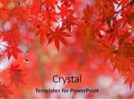 Powerpoint Maple Tree Background Japanese Red Maple Tree Background PPT template 89 | CrystalGraphics