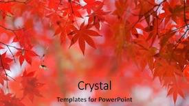  Presentation with fall season - Presentation theme consisting of japanese red maple tree background background and a red colored foreground
