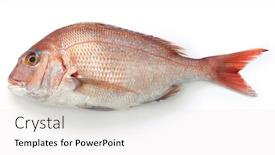  Presentation with japanese - Slides having japanese-red-sea-bream-tai background and a white colored foreground