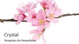  Presentation with sakura japanese cherry branch - Cool new slide deck with japanese sakura - cherry blossom branch backdrop and a pink colored foreground