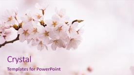  Presentation with japanese cherry blossom - Presentation consisting of japanese sakura - cherry blossom in its best background and a lemonade colored foreground