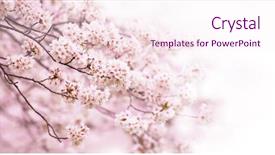  Presentation with japanese cherry blossoms - PPT layouts enhanced with japanese sakura - cherry blossoms fading background and a sky blue colored foreground