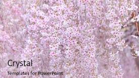  Presentation with japanese cherry blossom - Amazing presentation design having japanese sakura tree backdrop and a lemonade colored foreground