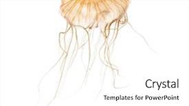  Presentation with nettle - Presentation theme with japanese sea nettle chrysaora pacifica background and a white colored foreground