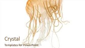  Presentation with nettle - Presentation design having japanese sea nettle chrysaora pacifica background and a cream colored foreground