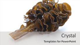  Presentation with root - Beautiful presentation design featuring japanese seaweed mekabu wakame root backdrop and a light gray colored foreground