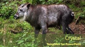  Presentation with wildlife - PPT theme featuring japanese-serow-capricornis-crispus-wildlife background and a tawny brown colored foreground