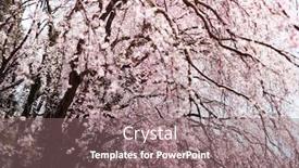  Presentation with japanese flowers - Cool new theme with japanese-shidare-zakura-in-full backdrop and a gray colored foreground