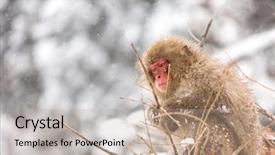  Presentation with japanese write - Presentation theme having japanese snow monkey at jigokudani background and a  colored foreground