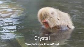  Presentation with hot spring - Amazing PPT theme having japanese snow monkey in hot spring backdrop and a gray colored foreground