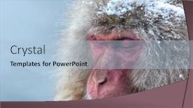  Presentation with onsen - PPT theme featuring japanese snow monkey macaque in hot spring onsen jigokudan park nakano japan background and a light blue colored foreground