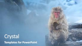  Presentation with hot spring - Slides having japanese snow monkey macaque background and a teal colored foreground