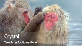  Presentation with hot spring - Amazing theme having japanese snow monkey macaque backdrop and a violet colored foreground