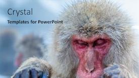  Presentation with hot spring - PPT layouts having japanese snow monkey macaque in hot spring onsen jigokudan park nakano japan background and a light blue colored foreground