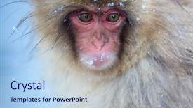  Presentation with onsen - Theme consisting of japanese snow monkey macaque background and a light blue colored foreground