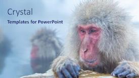  Presentation with onsen - Presentation theme having japanese snow monkey macaque in hot spring onsen jigokudan park nakano japan background and a light blue colored foreground