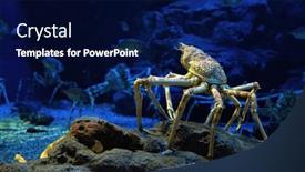  Presentation with fishes - PPT theme with japanese-spider-crabe-looking background and a navy blue colored foreground