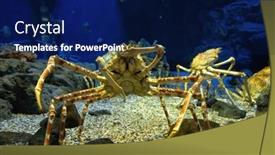  Presentation with fishes - PPT theme with japanese-spider-crablooking-at-fishes background and a navy blue colored foreground