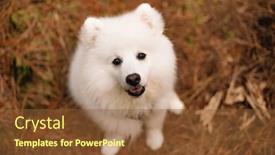  Presentation with japanese - PPT layouts with japanese-spitz-puppy-on-natural background and a tawny brown colored foreground