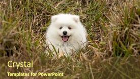  Presentation with japanese - Amazing theme having japanese-spitz-puppy-outdoors-down backdrop and a tawny brown colored foreground