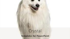  Presentation with japanese - Colorful PPT theme enhanced with japanese spitz sitting against white backdrop and a soft green colored foreground