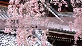  Presentation with sakura - Cool new PPT theme with japanese temple with weeping sakura backdrop and a coral colored foreground