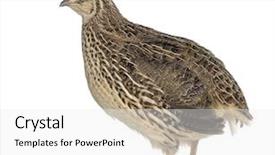  Presentation with quail - Slide deck consisting of japanese wild quail isolated background and a white colored foreground