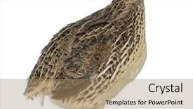  Presentation with quail bird - PPT layouts having japanese wild quail isolated background and a coral colored foreground