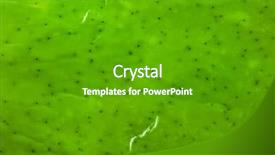  Presentation with seaweed - Colorful PPT theme enhanced with japanise - wet seaweed kelp laminaria surface backdrop and a  colored foreground