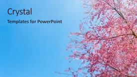  Presentation with pink - PPT theme consisting of japon - beautiful pink flower blossom background and a  colored foreground