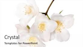  Presentation with branch - Slide deck featuring jasmin branch with flowers isolated background and a white colored foreground