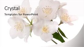  Presentation with white flowers of jasmine - Amazing slide deck having jasmin branch with flowers isolated backdrop and a white colored foreground