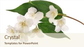  Presentation with white flowers of jasmine - PPT theme featuring jasmin branch with flowers isolated background and a cream colored foreground