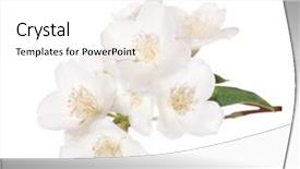  Presentation with white flowers - Audience pleasing theme consisting of jasmin branch with flowers isolated backdrop and a white colored foreground
