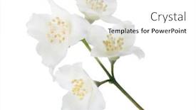 Presentation with white flowers - Cool new PPT layouts with jasmin-branch-with-flowers-isolated backdrop and a white colored foreground