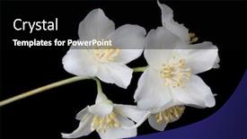  Presentation with branch - Audience pleasing PPT theme consisting of jasmin-branch-with-flowers-isolated backdrop and a black colored foreground