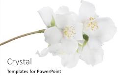  Presentation with white flowers - Beautiful theme featuring jasmin-branch-with-flowers-isolated backdrop and a white colored foreground