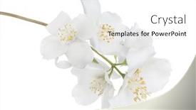  Presentation with white flowers - Colorful slide deck enhanced with jasmin-branch-with-flowers-isolated backdrop and a white colored foreground