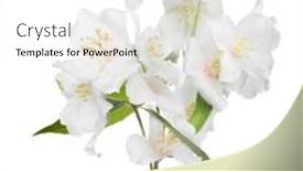 Presentation with white flowers - Amazing slide set having jasmin-branch-with-flowers-isolated backdrop and a white colored foreground