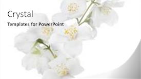  Presentation with white flowers - Amazing theme having jasmin-branch-with-flowers-isolated backdrop and a white colored foreground