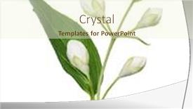  Presentation with branch - Presentation design featuring jasmin branch with flowers isolated on white background background and a cream colored foreground