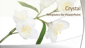  Presentation with white flowers of jasmine - Colorful PPT theme enhanced with jasmin branch with flowers isolated backdrop and a cream colored foreground