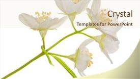  Presentation with branch - Amazing slides having jasmin branch with flowers isolated backdrop and a lemonade colored foreground