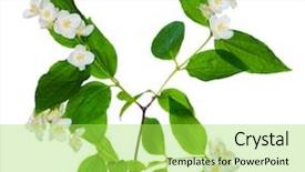  Presentation with branch - Colorful slide deck enhanced with jasmin branch with flowers isolated backdrop and a yellow colored foreground