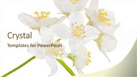  Presentation with branch - Presentation theme with jasmin branch with flowers isolated background and a cream colored foreground