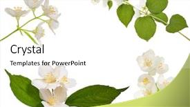  Presentation with set flowers tagetes patula - PPT theme having jasmin branches with flower background and a white colored foreground