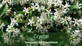  Presentation with jasmine - Presentation theme having jasmine-blooming-with-withe-odorous background and a tawny brown colored foreground
