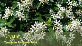  Presentation with jasmine - Presentation design featuring jasmine-blooming-with-withe-odorous background and a tawny brown colored foreground