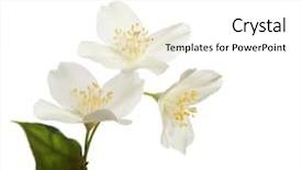  Presentation with jasmine flower - Colorful PPT layouts enhanced with jasmine blossom backdrop and a white colored foreground